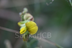 Crotalaria bifaria